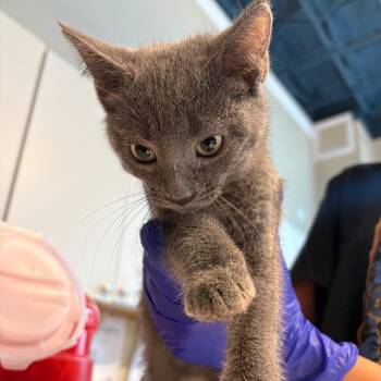Meghan -  Domestic Short Hair Cat for Adoption in Huntington, West Virginia - Meghan | PetCurious