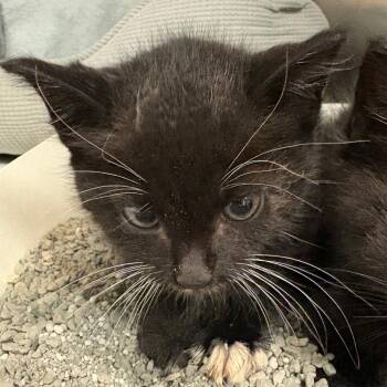 Pizza -  Domestic Short Hair Cat for Adoption in Royse City, Texas - Pizza | PetCurious