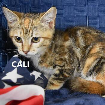 Cali -  Domestic Short Hair Cat for Adoption in Yuma, Arizona - Cali | PetCurious