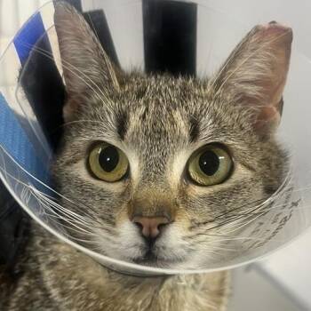 Tulip -  Domestic Short Hair Cat for Adoption in New York, New York - Tulip | PetCurious