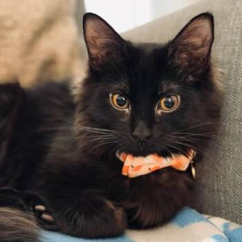 Jelly -  Domestic Medium Hair Cat for Adoption in Evanston, Illinois - Jelly | PetCurious
