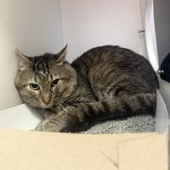 Blue Jay -  Domestic Short Hair Cat for Adoption in Phoenixville, Pennsylvania - Blue Jay | PetCurious