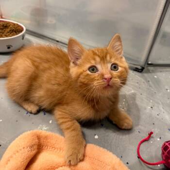 Domestic Medium Hair Cats Available for Adoption in Tustin, California - Zev | PetCurious