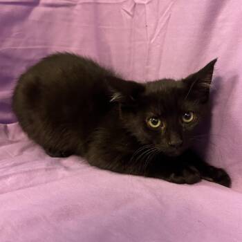 Crow -  Domestic Short Hair Cat for Adoption in Coos Bay, Oregon - Crow | PetCurious