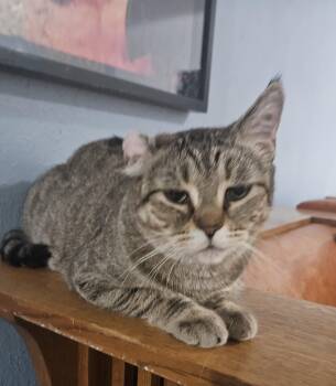 Rescue Domestic Short Hair Cats for Adoption in Youngtown, Arizona - Toffee | PetCurious