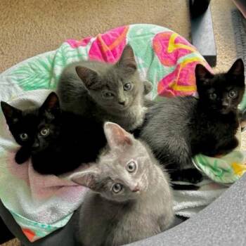 Domestic Short Hair Cats Available for Adoption in Chicago, Illinois - Churro | PetCurious