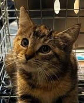 Rescue Domestic Short Hair Cats for Adoption in Bridgewater, New Jersey - Judy | PetCurious