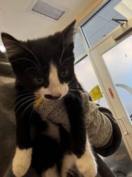 Grilled Chicken -  Domestic Short Hair Cat for Adoption in Wichita, Kansas - Grilled Chicken | PetCurious