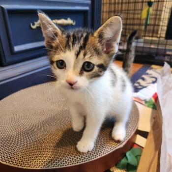 McIntosh -  Domestic Short Hair Cat for Adoption in Ferndale, Michigan - McIntosh | PetCurious