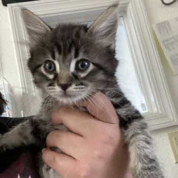 Rescue Domestic Short Hair Cats for Adoption in Taos, New Mexico - Otto | PetCurious