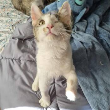 Rescue Domestic Short Hair Cats for Adoption in Jacksonville, Oregon - TJ | PetCurious