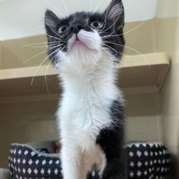 Crumpet -  Domestic Short Hair Cat for Adoption in Attica, New York - Crumpet | PetCurious