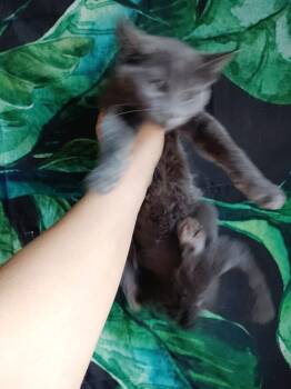 Bluey -  Domestic Short Hair Cat for Adoption in San Jacinto, California - Bluey | PetCurious