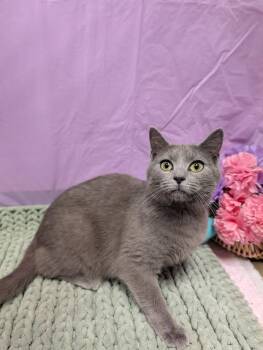 Domestic Short Hair and Russian Blue Cats Available for Adoption - Baby | PetCurious