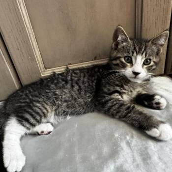 Milky -  Domestic Short Hair Cat for Adoption in Fresno, California - Milky | PetCurious