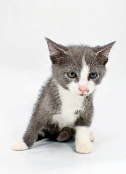 Grant -  Domestic Short Hair Cat for Adoption in Morton Grove, Illinois - Grant | PetCurious