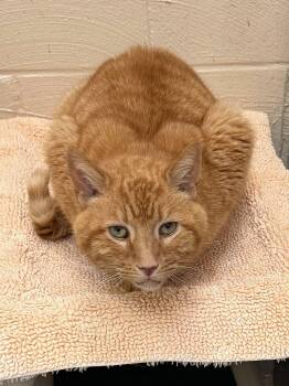 Domestic Short Hair Cats Available for Adoption - 260072  O.J. | PetCurious