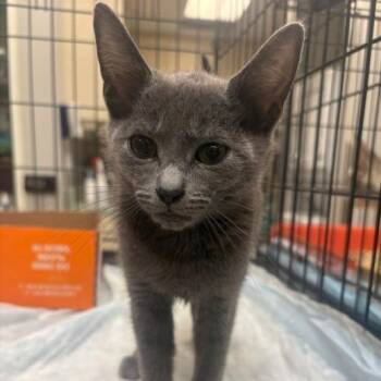 Aquatic Plants 3 -  Domestic Short Hair Cat for Adoption in Westminster, California - Aquatic Plants 3 | PetCurious