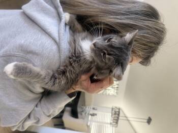 Domestic Medium Hair Cats Available for Adoption - Mary | PetCurious