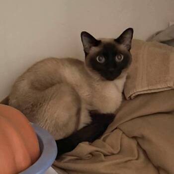 Olive -  Siamese Cat for Adoption - Olive | PetCurious
