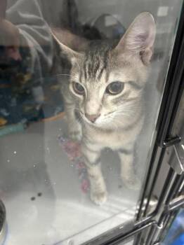 Kingsley -  Domestic Short Hair Cat for Adoption in Dayton, Minnesota - Kingsley | PetCurious