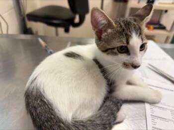Demeter -  Domestic Short Hair Cat for Adoption in Woodbury, Minnesota - Demeter | PetCurious
