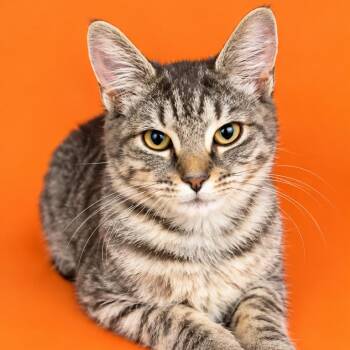Jack -  Domestic Short Hair Cat for Adoption in Concord, North Carolina - Jack | PetCurious
