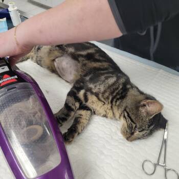 Roberts Coady TNR KM 11-8-25 941000031993765 -  Domestic Short Hair Cat for Adoption in Rochester, Minnesota - Roberts Coady TNR KM 11-8-25 941000031993765 | PetCurious
