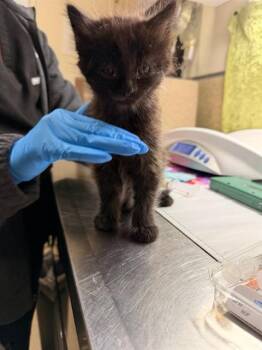 CARLISLE -  Domestic Short Hair Cat for Adoption in Riverside, California - CARLISLE | PetCurious