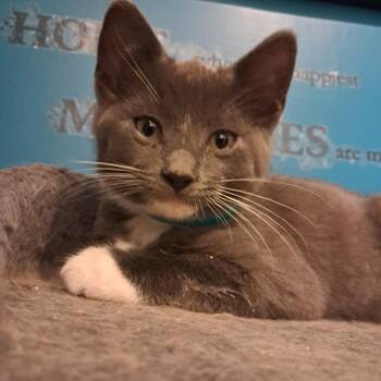 Scamper C11426 -  Domestic Short Hair Cat for Adoption - Scamper C11426 | PetCurious