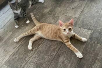 Cheeto -  Tabby and Domestic Short Hair Cat for Adoption in Garner, North Carolina - Cheeto | PetCurious