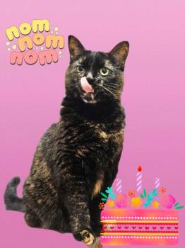 Pumpkin -  Domestic Short Hair Cat for Adoption in Markham, Ontario - Pumpkin | PetCurious