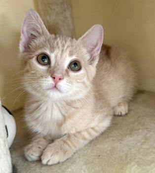 Nala -  Domestic Short Hair Cat for Adoption in Lake Monroe, Florida - Nala | PetCurious