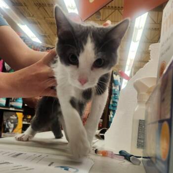Buddy -  Domestic Short Hair Cat for Adoption in Layton, Utah - Buddy | PetCurious