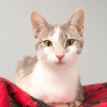 Rescue Domestic Short Hair Cats for Adoption in Verona, Wisconsin - Ophelia (bonded With Viola) | PetCurious