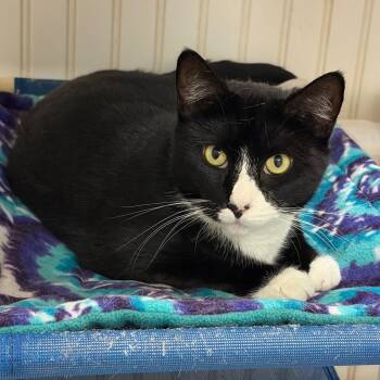 26-94 Shadow -  Domestic Short Hair Cat for Adoption in North Branford, Connecticut - 26-94 Shadow | PetCurious