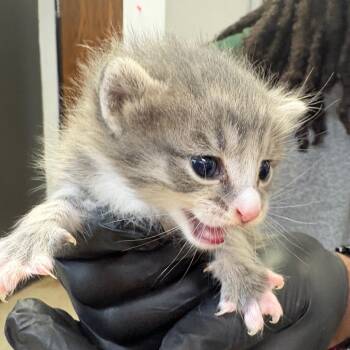 Rescue Domestic Short Hair Cats for Adoption in Columbus, Georgia - Samhain | PetCurious