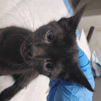 Rescue Domestic Short Hair Cats for Adoption in Summerville, South Carolina - Silva | PetCurious