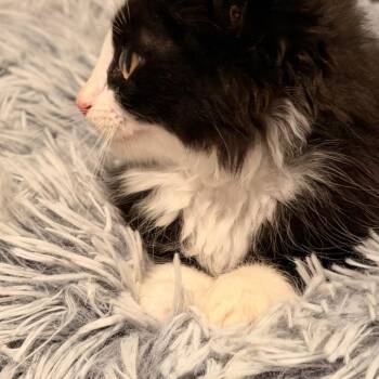 Twilight Sparkle -  Domestic Long Hair Cat for Adoption in Mebane, North Carolina - Twilight Sparkle | PetCurious