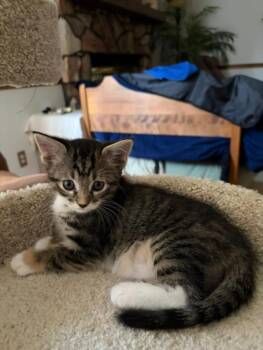 FFC00324 Loki -  Tabby and Domestic Short Hair Cat for Adoption in Omaha, Nebraska - FFC00324 Loki | PetCurious
