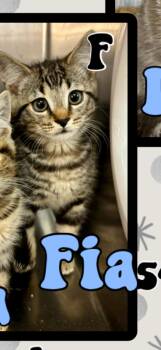 Fia -  American Shorthair Cat for Adoption in Marvin, North Carolina - Fia | PetCurious