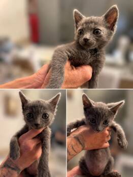 Blue Crew -  Domestic Short Hair Cat for Adoption in Wildomar, California - Blue Crew | PetCurious