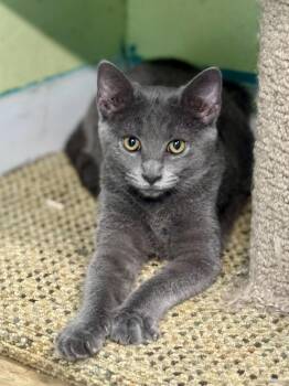Rescue Domestic Short Hair Cats for Adoption in Scottsburg, Indiana - Nimbus | PetCurious