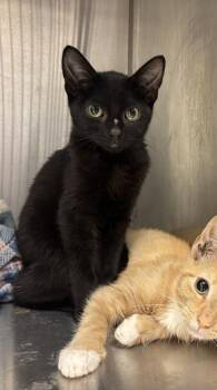 LAMAR -  Domestic Short Hair Cat for Adoption in Indianapolis, Indiana - LAMAR | PetCurious