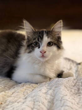 Rescue Domestic Long Hair Cats for Adoption in Nashville, Tennessee - Star | PetCurious