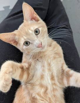 Syngin -  Domestic Short Hair Cat for Adoption in Burnaby, British Columbia - Syngin | PetCurious