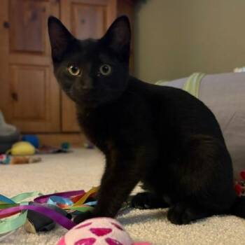 Arlow -  Domestic Short Hair Cat for Adoption in Green Bay, Wisconsin - Arlow | PetCurious