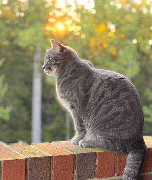 Rescue Domestic Short Hair Cats for Adoption in Forest, Virginia - *Jack | PetCurious