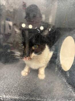 *NALA -  Domestic Short Hair Cat for Adoption in Woodland, California - *NALA | PetCurious