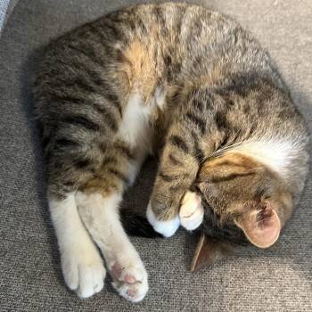 Bale -  Domestic Short Hair Cat for Adoption in Greenfield, Indiana - Bale | PetCurious